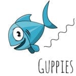 Guppies