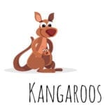 Kangaroos-